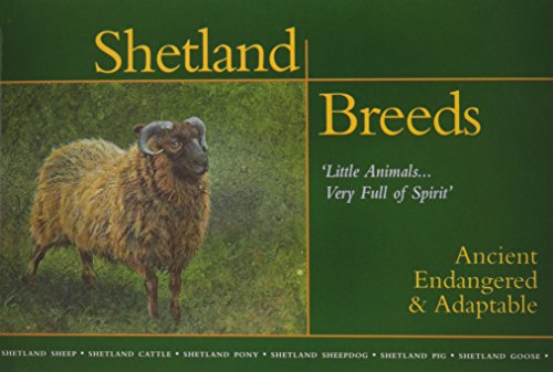 Shetland Breeds