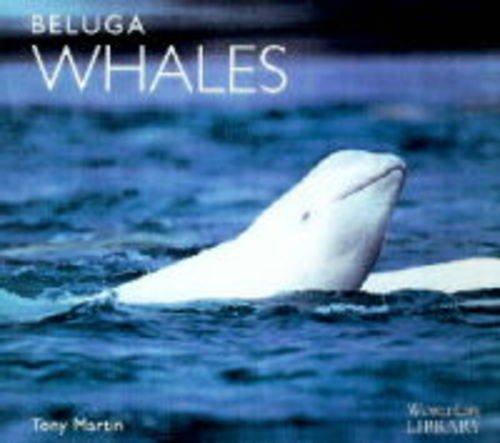 Beluga Whales
