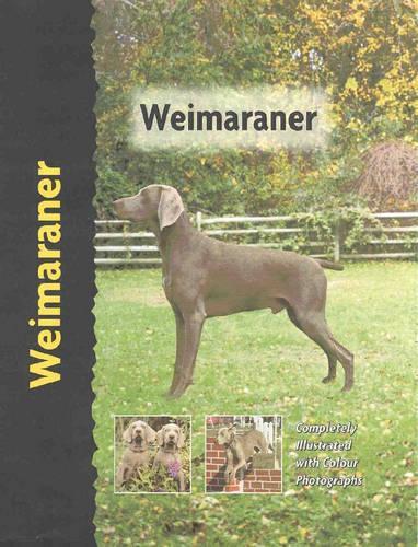 Weimaraner