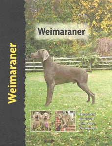 Weimaraner 