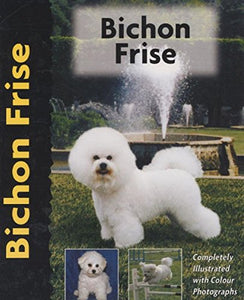 Bichon Frise 