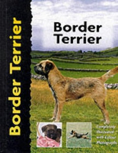 Border Terrier 