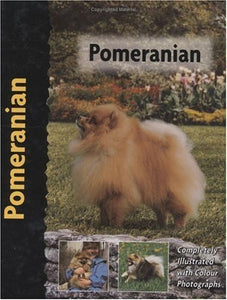 Pomeranian 