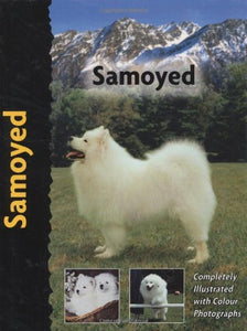 Samoyed 