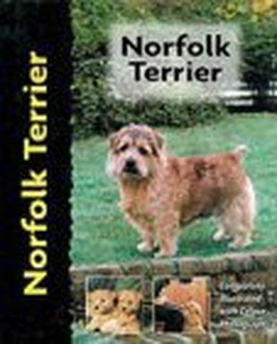 Norfolk Terrier