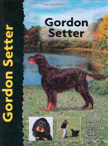 Gordon Setter