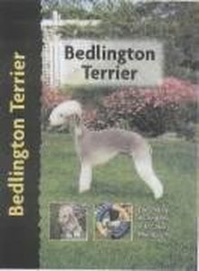 Bedlington Terrier 