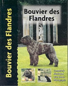Bouvier des Flandres 