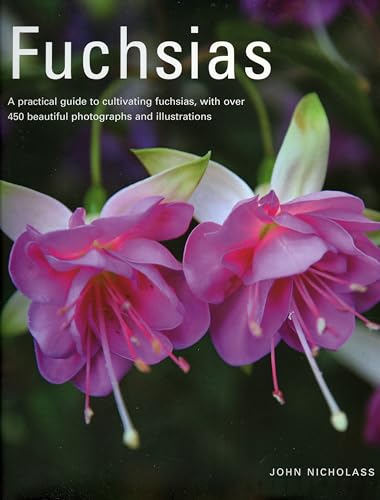 Fuchsias