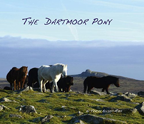 The Dartmoor Pony