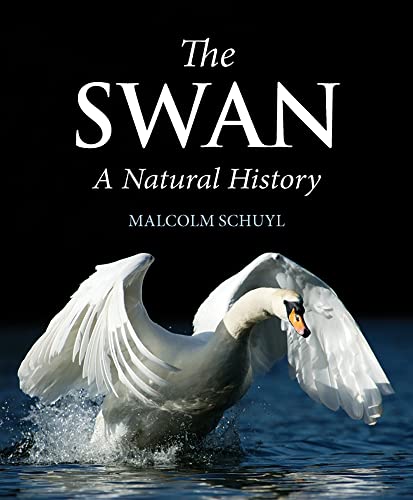 The Swan
