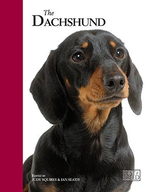 Dachshund