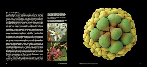 Fruit