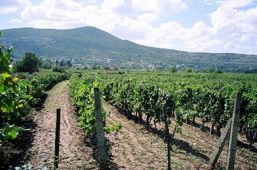 Walking Through the Vines
