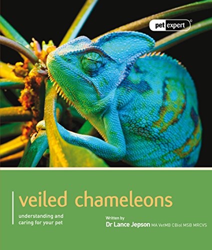 Veiled Chameleons - Pet Expert