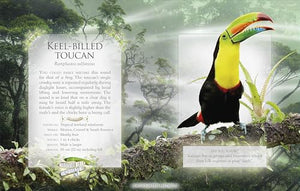 The Little Book of Rainforest Animal Sounds