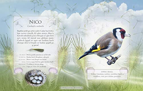 LLYFR BACH O GANEUON ADAR YR ARDD