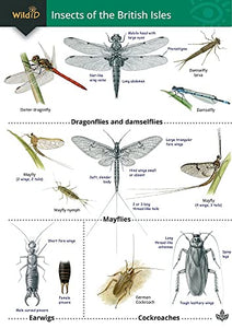 Guide to Insects of the British Isles 