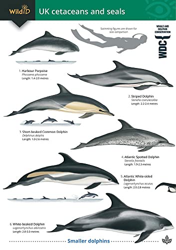 Guide to the UK Cetaceans and Seals