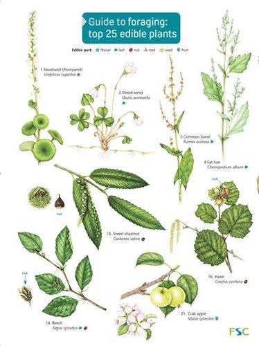 Guide to Foraging: Top 25 Edible Plants