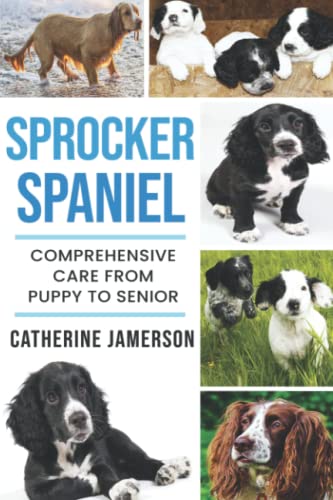 Sprocker Spaniel