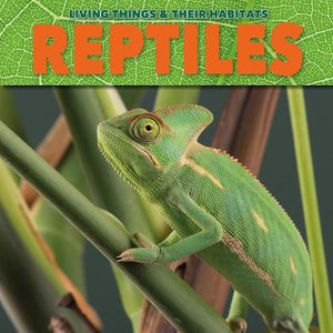 Reptiles 
