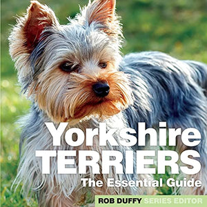 Yorkshire Terriers 