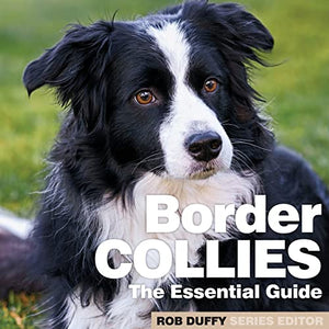 Border Collies 
