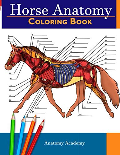 Horse Anatomy