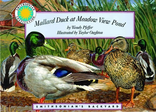 Mallard Duck at Meadow View Pond