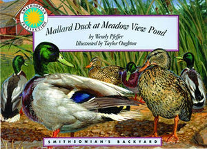 Mallard Duck at Meadow View Pond