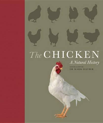 The Chicken