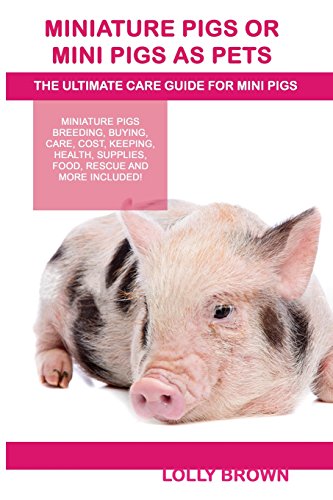 Miniature Pigs Or Mini Pigs as Pets