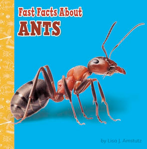 Ants 