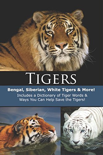 Tigers Bengal Siberian White Tigers  More Explore Series Wild Animals Series