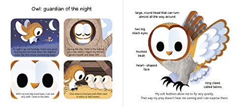 Touch and Explore: Animals at Night