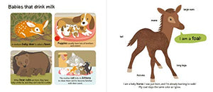Baby Animals