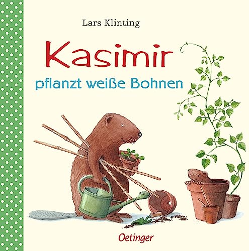 Kasimir pflanzt weiße Bohnen.
