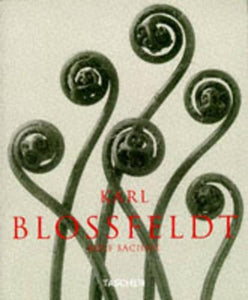 Karl Blossfeldt 