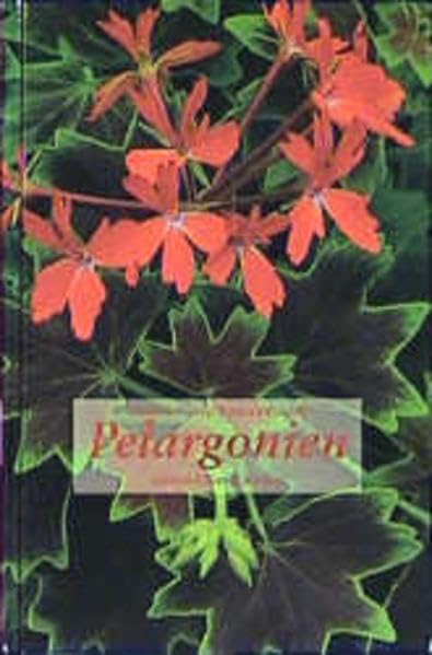 Pelargonien
