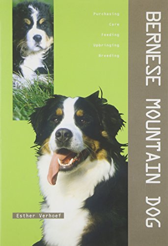 Bernese Mountain Dog