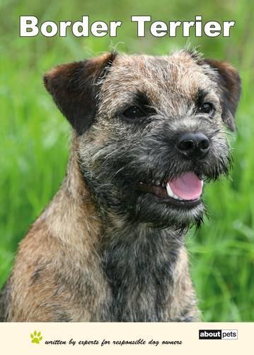 Border Terrier