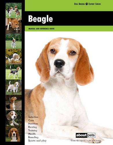 Beagle