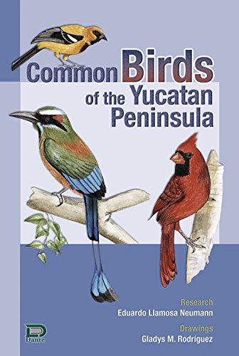 Common Birds of the Yucatan Peninsula
