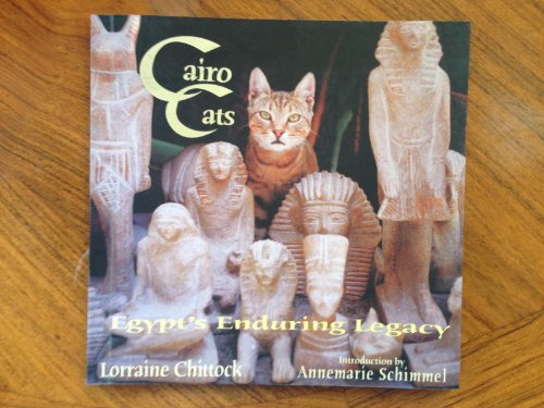 Cairo Cats