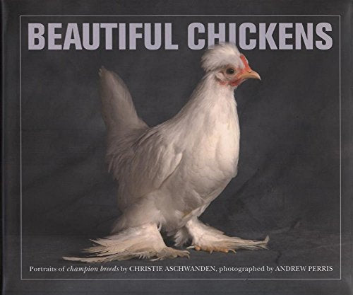 Beautiful Chickens