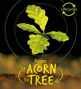 Lifecycles - Acorn to Tree 