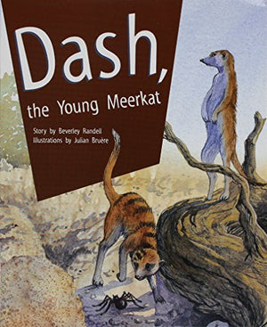 Dash, the Young Meerkat