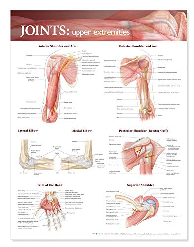 Joints of the Upper Extremities Anatomical Chart By Anatomical Chart ...