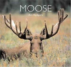 Moose